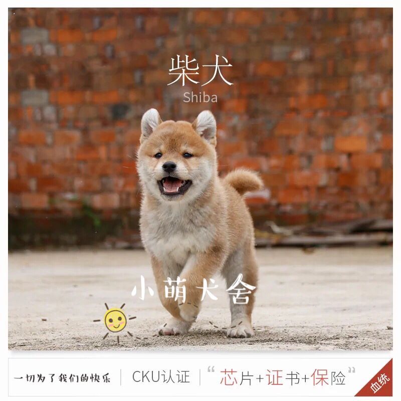 上海宠物狗专卖店-小萌犬舍